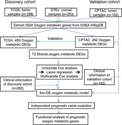 Effective oxygen metabolism-based prognostic signature for colorectal cancer